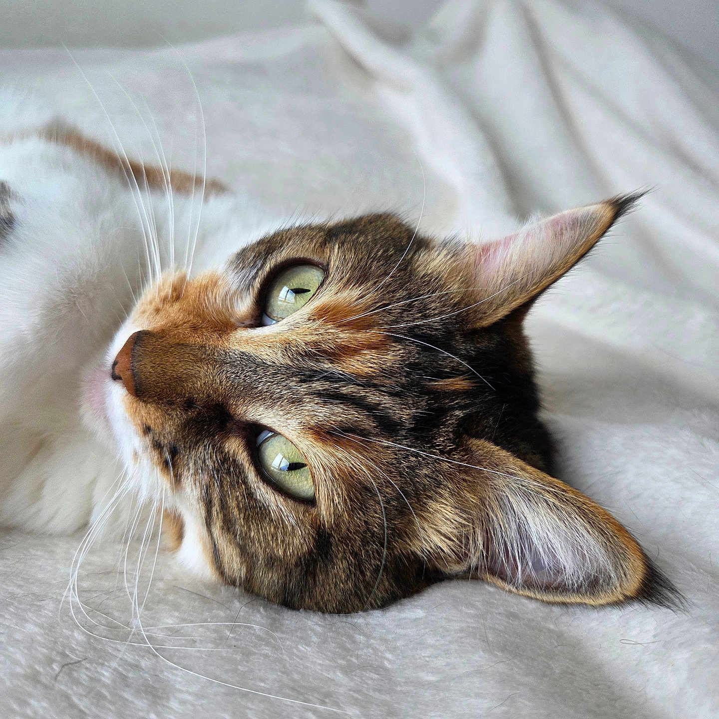 Nissa a rejoint le concours — aidez-le/la à gagner de superbes lots ! animal, cat, close_up, cozy, cute, domestic_cat, feline, fur, green_eyes, indoor, lying_down, pet, portrait, relaxed, resting, sleepy, soft_blanket, tabby_cat, whiskers, white_background