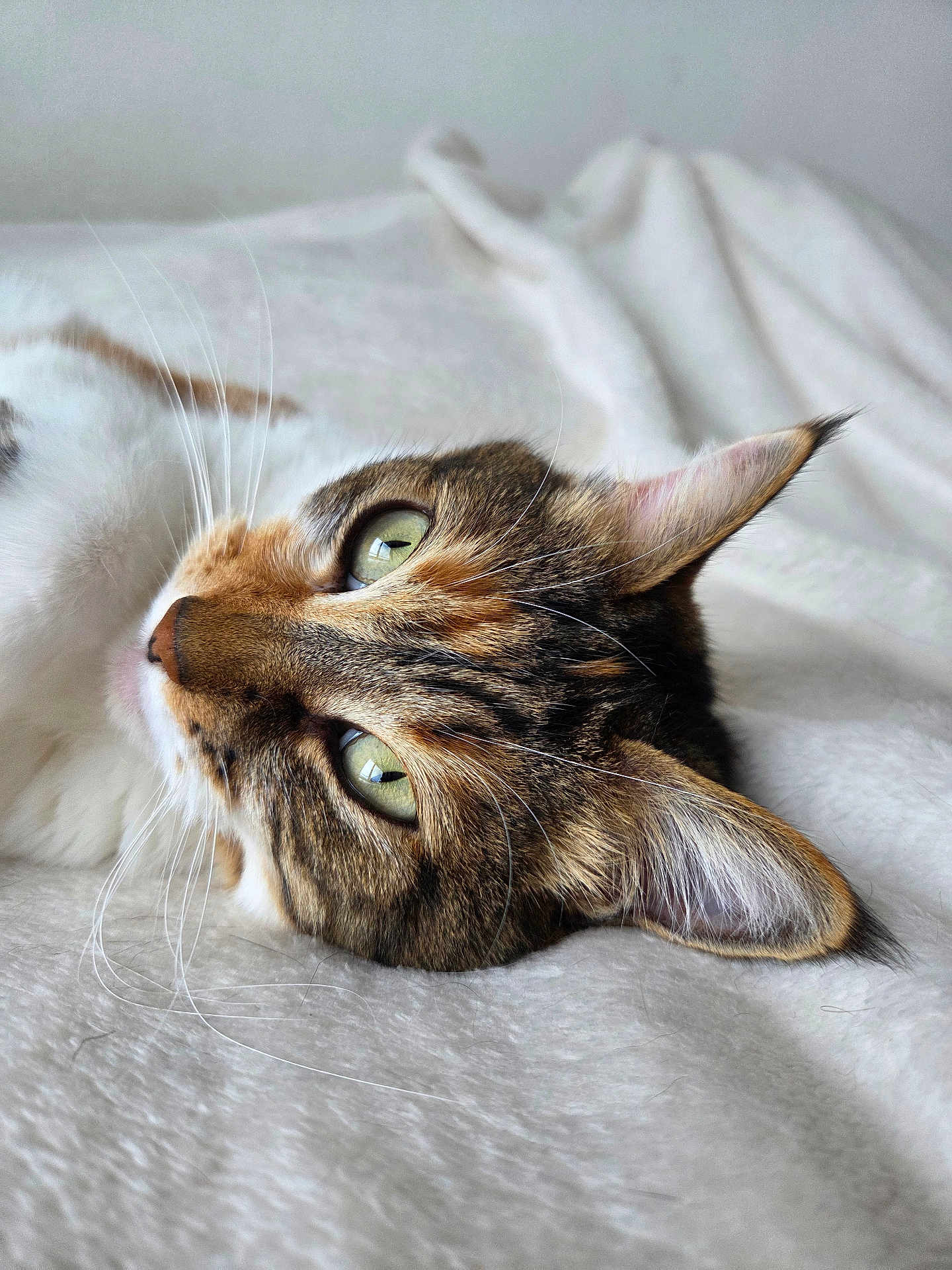 Nissa a rejoint le concours — aidez-le/la à gagner de superbes lots ! cat, tabby_cat, green_eyes, whiskers, close_up, lying_down, soft_blanket, white_background, relaxed, pet, domestic_cat, feline, fur, animal, cute, indoor, portrait, sleepy, cozy, resting