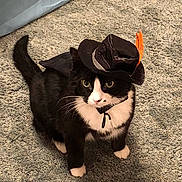 Derby is registered to the contest to win money with this photo: accessory, animal, black_and_white, carpet, cat, costume, curious, cute, domestic, feather, feline, fur, hat, indoor, pet, playful, portrait, sitting, small, whiskers