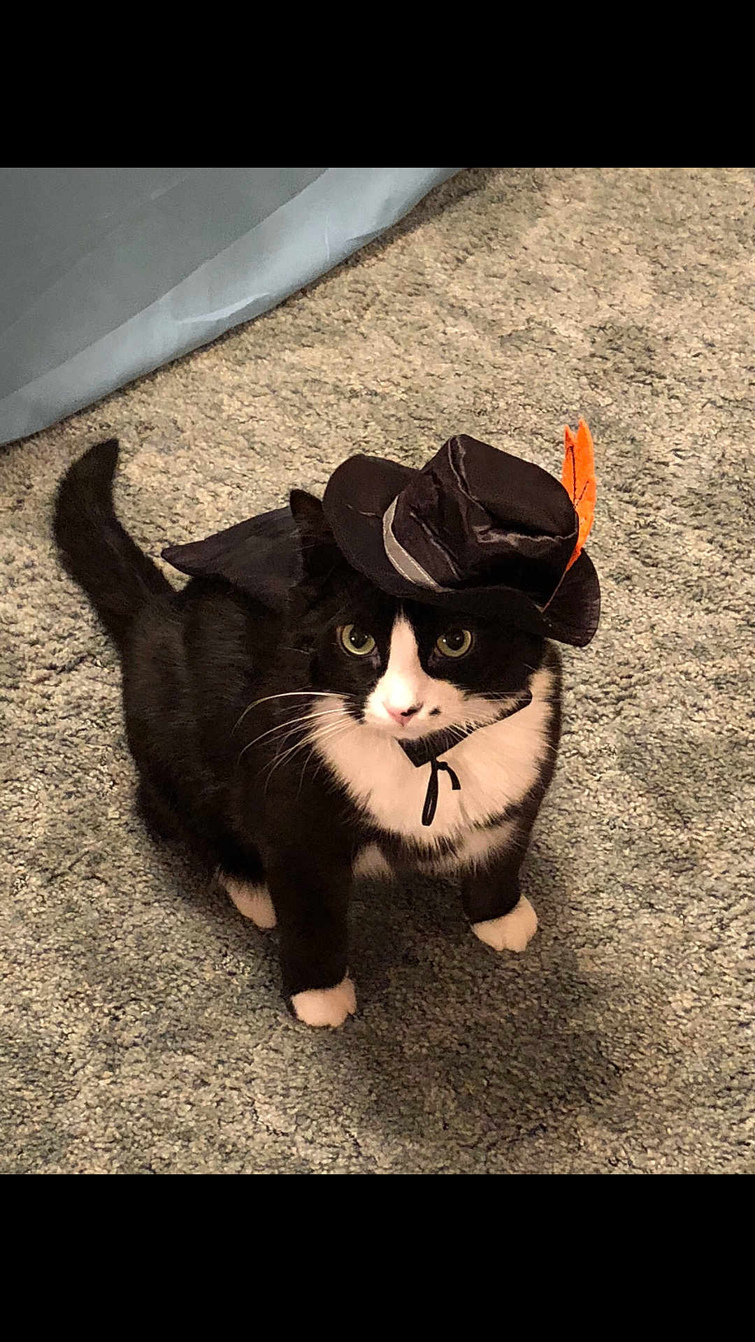 Derby is registered to the contest to win money with this photo: accessory, animal, black_and_white, carpet, cat, costume, curious, cute, domestic, feather, feline, fur, hat, indoor, pet, playful, portrait, sitting, small, whiskers