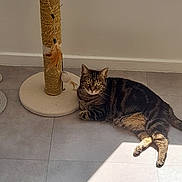Minette participe au concours pour gagner de l'argent avec cette photo : animal, cat, corner, domestic, ears, feathers, feline, floor, indoor, pet, quiet, relaxed, resting, scratching_post, shadow, striped, sunlight, tabby, tile_floor, whiskers