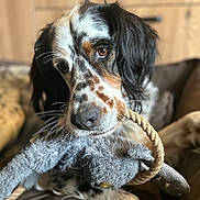 Zip participe au concours pour gagner de l'argent avec cette photo : animal, background_blur, black, brown, close_up, comfortable, couch, dog, focus, fur, home, indoor, pet, plush_toy, relaxed, rope, soft, spotted, toy, white