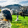 Zip participe au concours pour gagner de l'argent avec cette photo : animal, canine, clouds, collar, daylight, dog, domestic, fence, grass, greenery, house, nature, outdoor, pet, rural, sky, spot, sunny, tree, yard