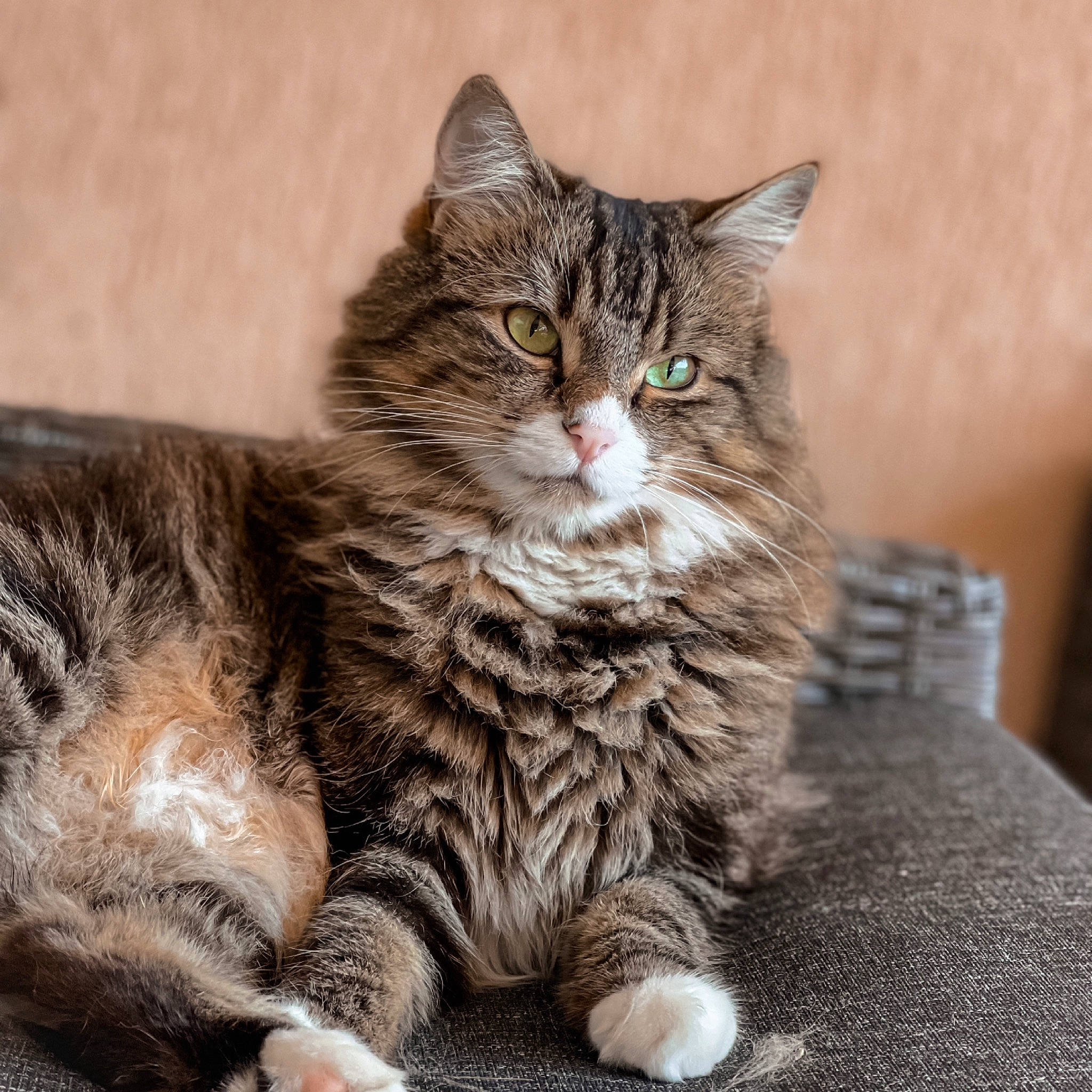 Shadow participe au concours pour gagner de l'argent avec cette photo : carnivore, cat, claw, domestic_short_haired_cat, felidae, fur, maine_coon, paw, sitting, small_to_medium_sized_cats, snout, tail, terrestrial_animal, whiskers, wildlife