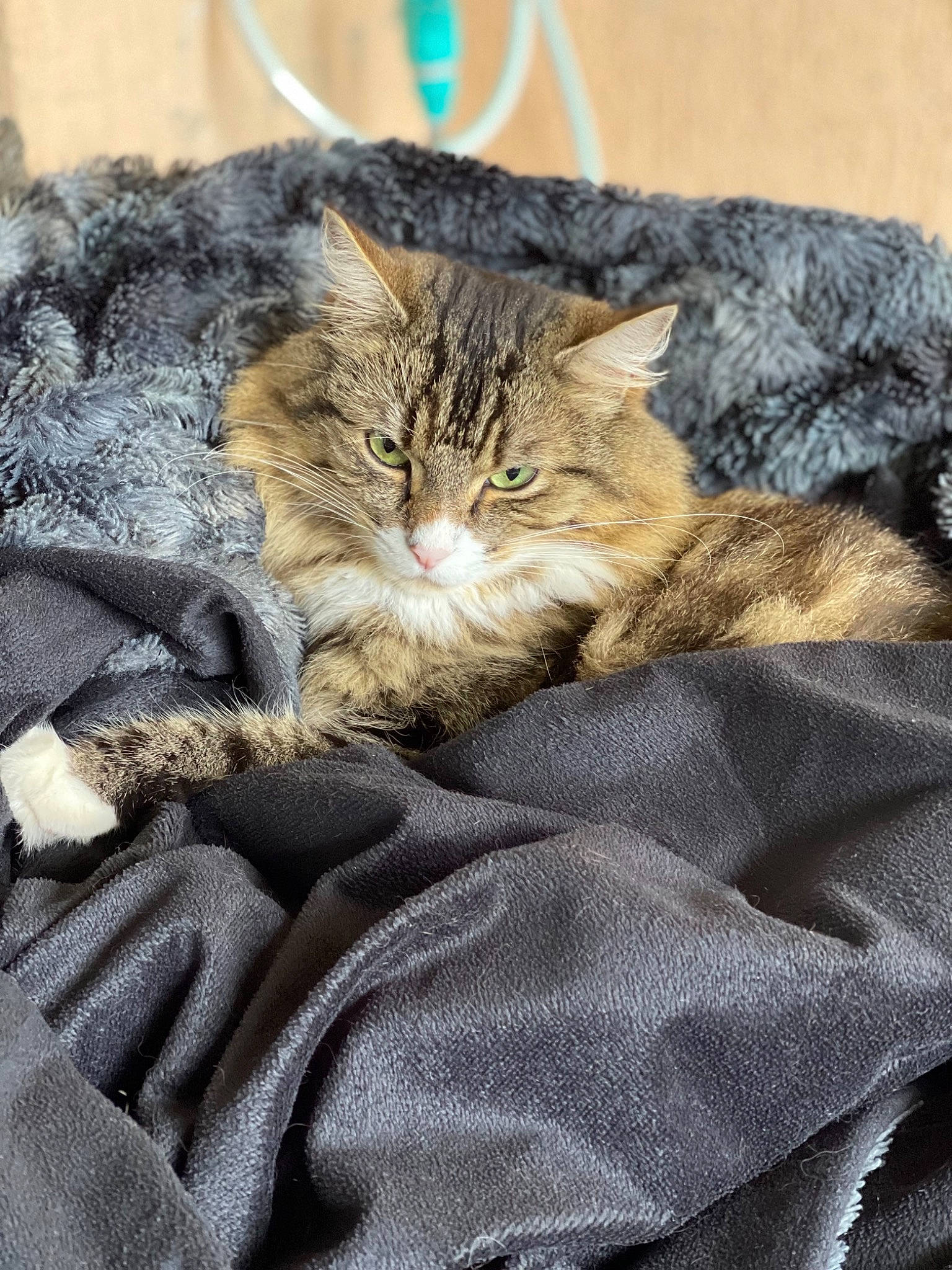 Shadow participe au concours pour gagner de l'argent avec cette photo : brown, carnivore, cat, claw, comfort, domestic_short_haired_cat, felidae, fur, grey, linens, mammal, nap, paw, sleep, small_to_medium_sized_cats, snout, tail, terrestrial_animal, tree, whiskers