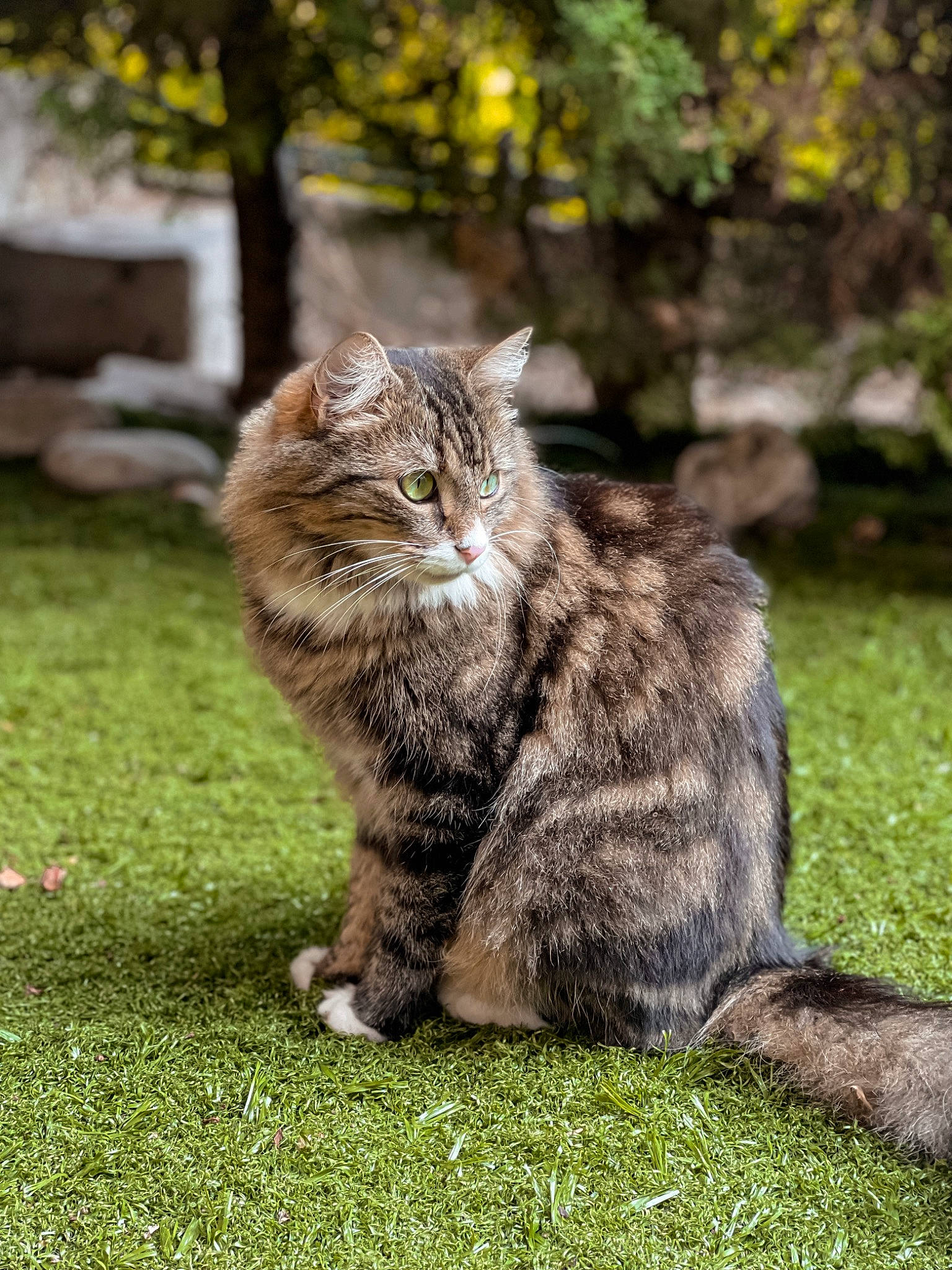 Shadow participe au concours pour gagner de l'argent avec cette photo : carnivore, cat, domestic_short_haired_cat, fawn, felidae, fur, grass, groundcover, mammal, plant, road_surface, sitting, small_to_medium_sized_cats, snout, tail, terrestrial_animal, tree, whiskers, wildlife, wood