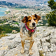 Bella a rejoint le concours — aidez-le/la à gagner de superbes lots ! dog, canine, mixed_breed, pink_collar, rocks, rocky_outcrop, paws, portrait, outdoors, hilltop, cityscape, skyline, coastline, sea, vegetation, hiking, travel, squinting, pet, nature