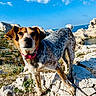 Bella a rejoint le concours — aidez-le/la à gagner de superbes lots ! dog, canine, pet, pink_collar, collar, fur, ears, paws, rocks, coast, sea, ocean, blue_sky, clouds, outdoor, landscape, portrait, close_up, sailboat, sunlight