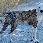 Bam Bam is registered to the contest to win money with this photo: dog, brindle, white_dog, standing, outdoors, sandy_path, grass, animal, pet, canine, short_coat, floppy_ears, tail, four_legs, portrait, nature, daylight, road, alert, photography