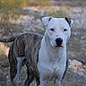 Bam Bam is registered to the contest to win money with this photo: dog, brindle, white_dog, standing, outdoors, portrait, animal, pet, canine, short_hair, floppy_ears, dark_eyes, black_nose, tail, grass, dirt, nature, blurred_background, cinematic, alert