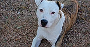 Bam Bam is registered to the contest to win money with this photo: dog, brindle, white_fur, pet, animal, portrait, outdoor, gravel, ground, lying_down, sitting, looking_at_camera, floppy_ears, brown_fur, black_nose, friendly, alert, close_up, backyard, letterbox_borders