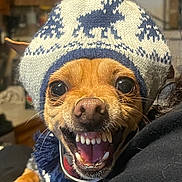 Chewy joined the competition — help win amazing prizes! dog, pet, animal, hat, winter_hat, knit_hat, close_up, mouth_open, teeth, brown_fur, cute, indoor, cozy, warm_clothing, funny_expression, small_dog, domestic_animal, portrait, canine, eyes