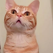 Baby is registered to the contest to win money with this photo: cat, orange_tabby, pet, animal, feline, whiskers, ears, fur, closeup, portrait, indoor, curious, wide_eyes, cute, domestic_cat, mammal, face, looking_up, soft_texture, alert