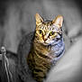 Pepper is registered to the contest to win money with this photo: cat, tabby_cat, close_up, animal, pet, feline, indoor, portrait, curious, yellow_eyes, whiskers, blurred_background, black_and_white_background, fur, mammal, domestic_cat, looking, face, ears, sitting