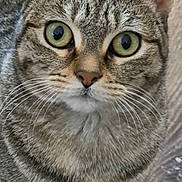 Pepper is registered to the contest to win money with this photo: cat, tabby, close_up, whiskers, green_eyes, pet, animal, fur, ears, nose, floor, wood, curious, indoor, domestic, face, looking, portrait, mammal, cute