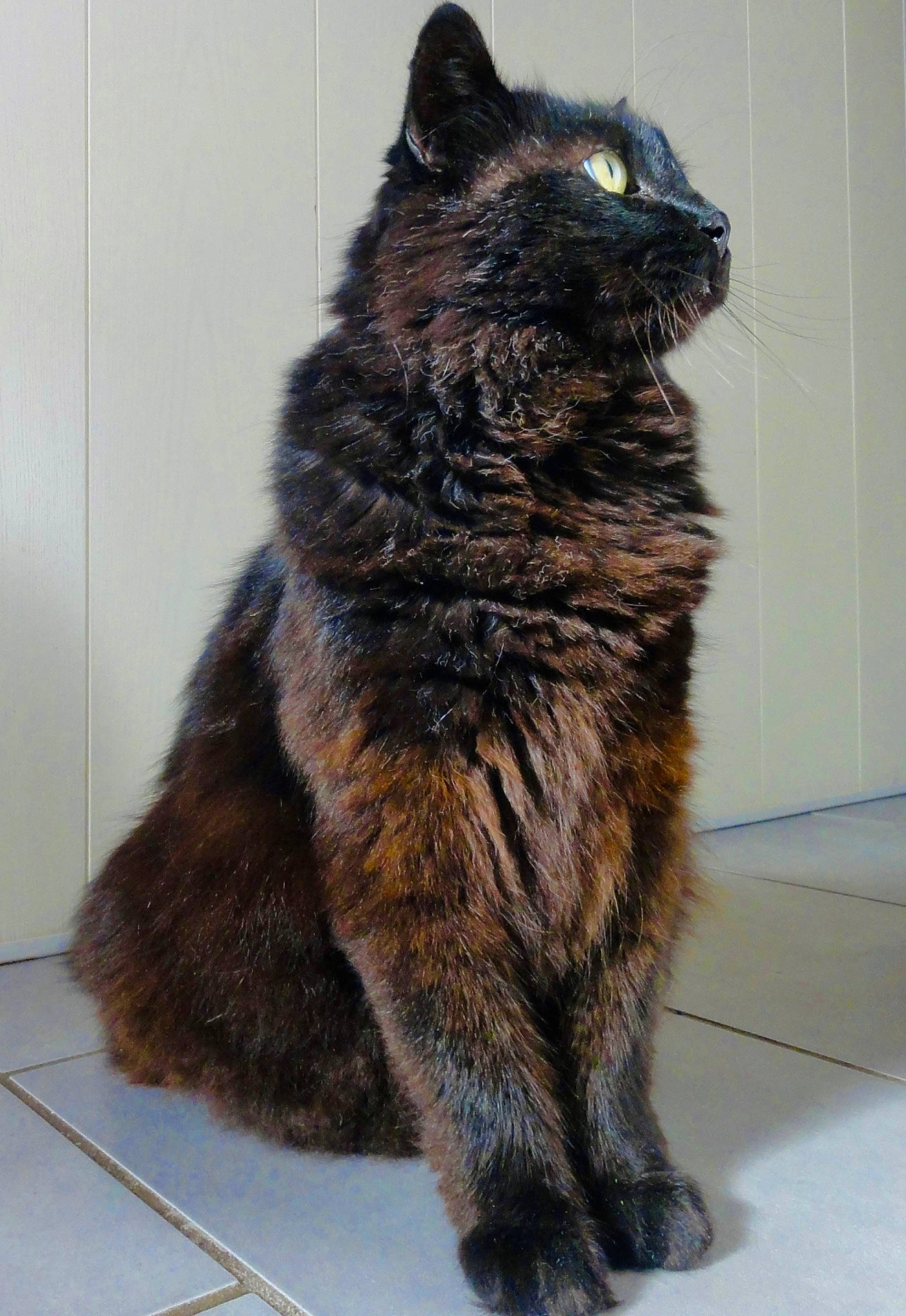 Kiki participe au concours pour gagner de l'argent avec cette photo : carnivore, cat, claw, domestic_short_haired_cat, eye, felidae, flooring, fur, grey, hair, sitting, small_to_medium_sized_cats, snout, tail, terrestrial_animal, whiskers