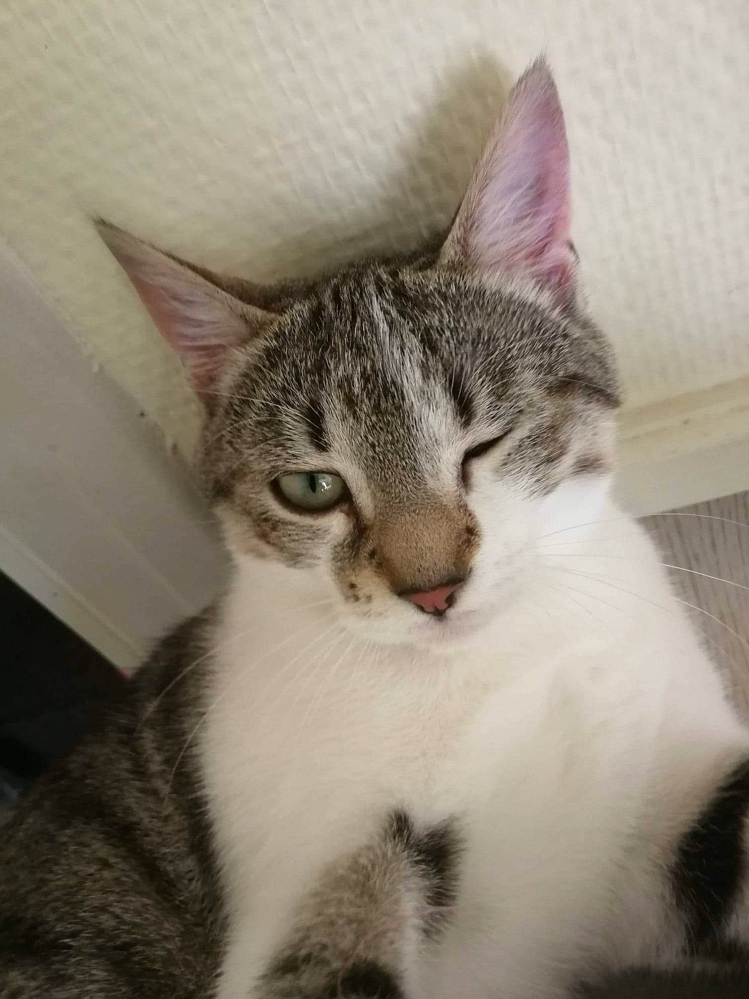 Osaka participe au concours pour gagner de l'argent avec cette photo : aegean_cat, american_shorthair, american_wirehair, asian, carnivore, cat, domestic_short_haired_cat, ear, european_shorthair, eye, felidae, kitten, mammal, polydactyl_cat, small_to_medium_sized_cats, tabby_cat, vertebrate, whiskers