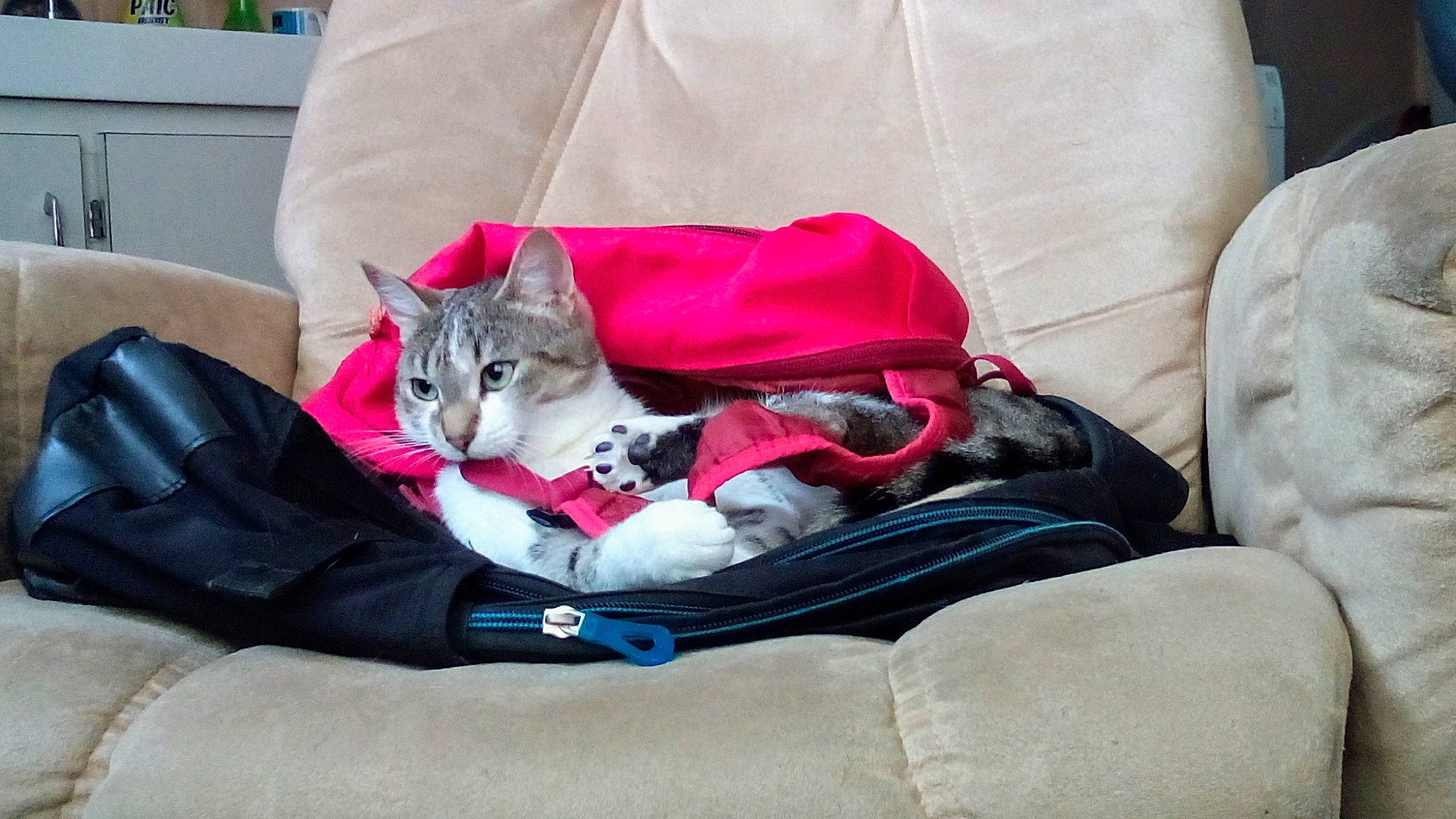 Osaka a rejoint le concours — aidez-le/la à gagner de superbes lots ! american_shorthair, asian, car_seat, carnivore, cat, comfort, domestic_short_haired_cat, felidae, kitten, lap, mammal, small_to_medium_sized_cats, tabby_cat, whiskers