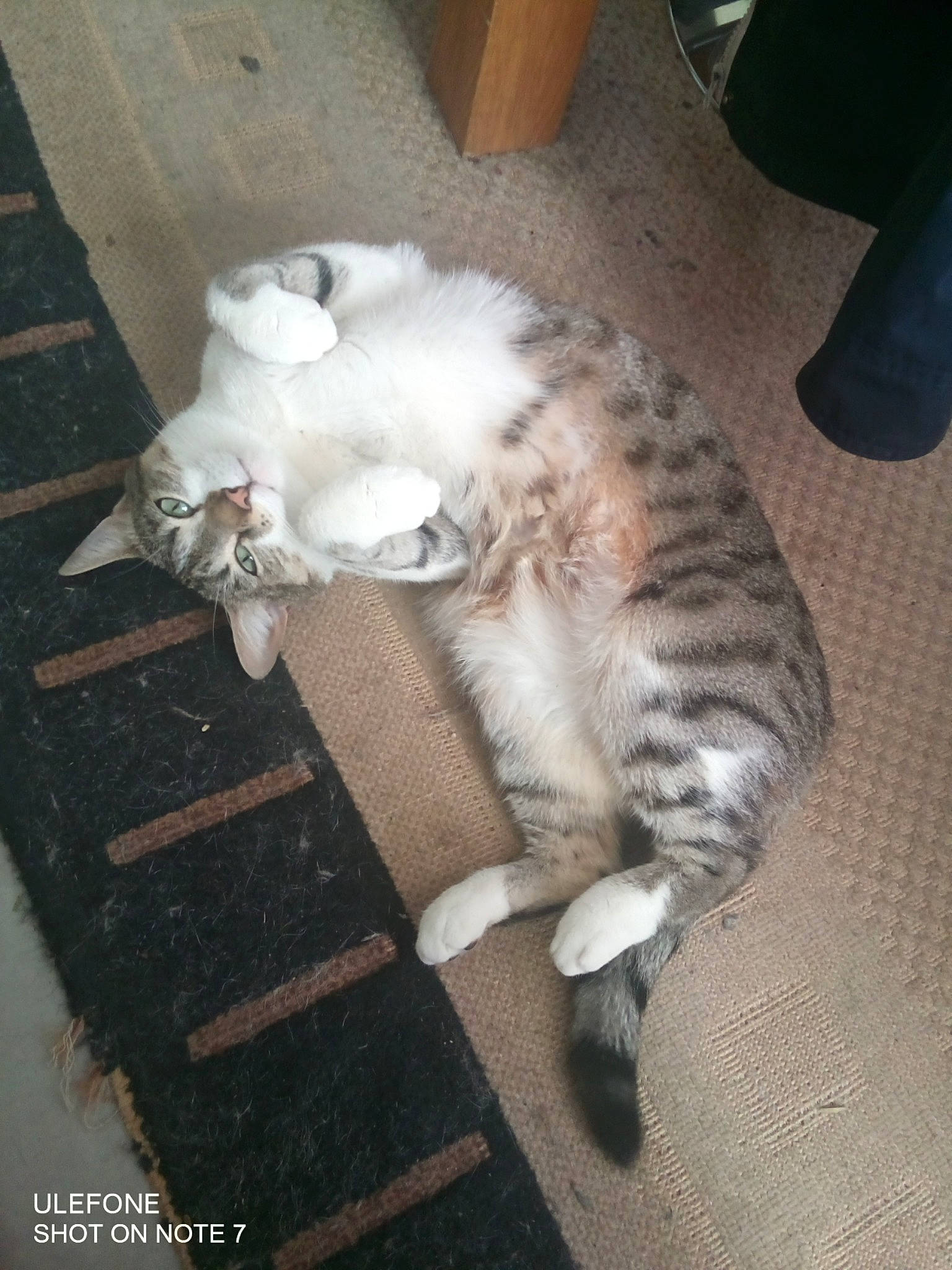 Osaka participe au concours pour gagner de l'argent avec cette photo : american_curl, carnivore, cat, european_shorthair, fawn, felidae, fur, kitten, norwegian_forest_cat, paw, persian, polydactyl_cat, small_to_medium_sized_cats, tail, turkish_angora, whiskers