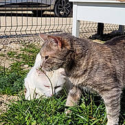 Lucky a rejoint le concours — aidez-le/la à gagner de superbes lots ! alloywheel, animal, car, carwheel, cat, coupe, field, grass, grassland, kitten, machine, manx, pet, plant, spoke, sportscar, tire, transportation, vehicle, wheel