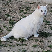 Choupinours a rejoint le concours — aidez-le/la à gagner de superbes lots ! abyssinian, angora, animal, architecture, building, cat, grass, gravel, kitten, manx, path, pet, plant, road, siamese, slate, soil, walkway, wall, white