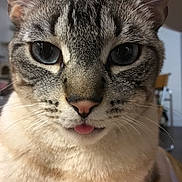 Mimi is registered to the contest to win money with this photo: cat, close_up, blue_eyes, tongue_out, whiskers, fur, pet, cute, animal, face, indoor, domestic_cat, tabby, portrait, feline, playful, expression, soft_light, closeup, muzzle