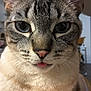 cat, close_up, blue_eyes, tongue_out, whiskers, fur, pet, cute, animal, face, indoor, domestic_cat, tabby, portrait, feline, playful, expression, soft_light, closeup, muzzle