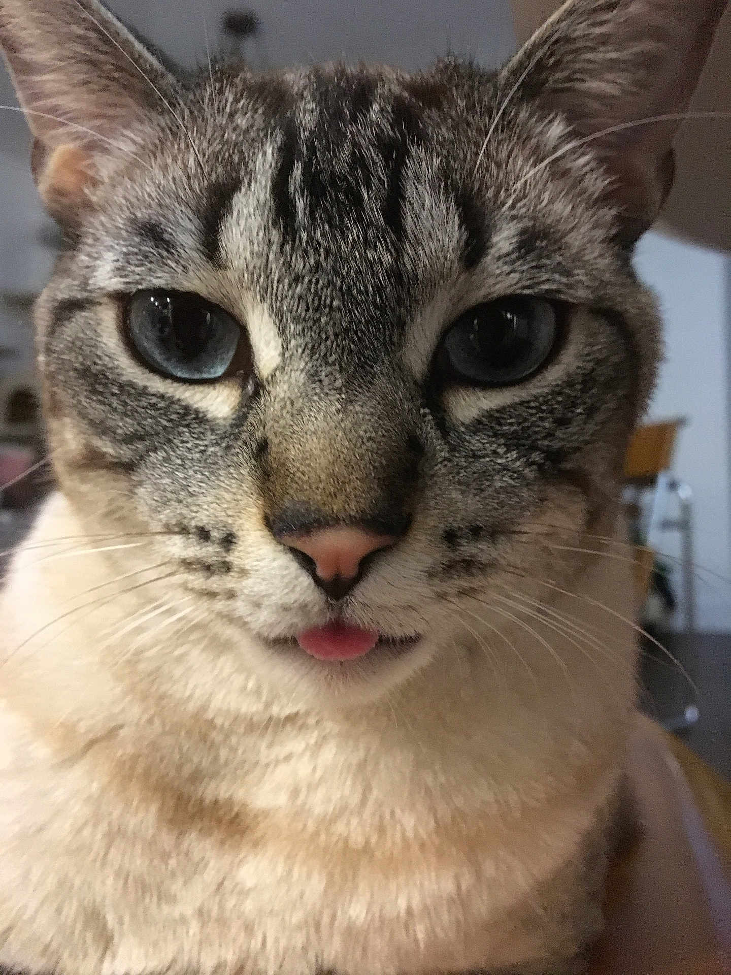 Mimi is registered to the contest to win money with this photo: cat, close_up, blue_eyes, tongue_out, whiskers, fur, pet, cute, animal, face, indoor, domestic_cat, tabby, portrait, feline, playful, expression, soft_light, closeup, muzzle