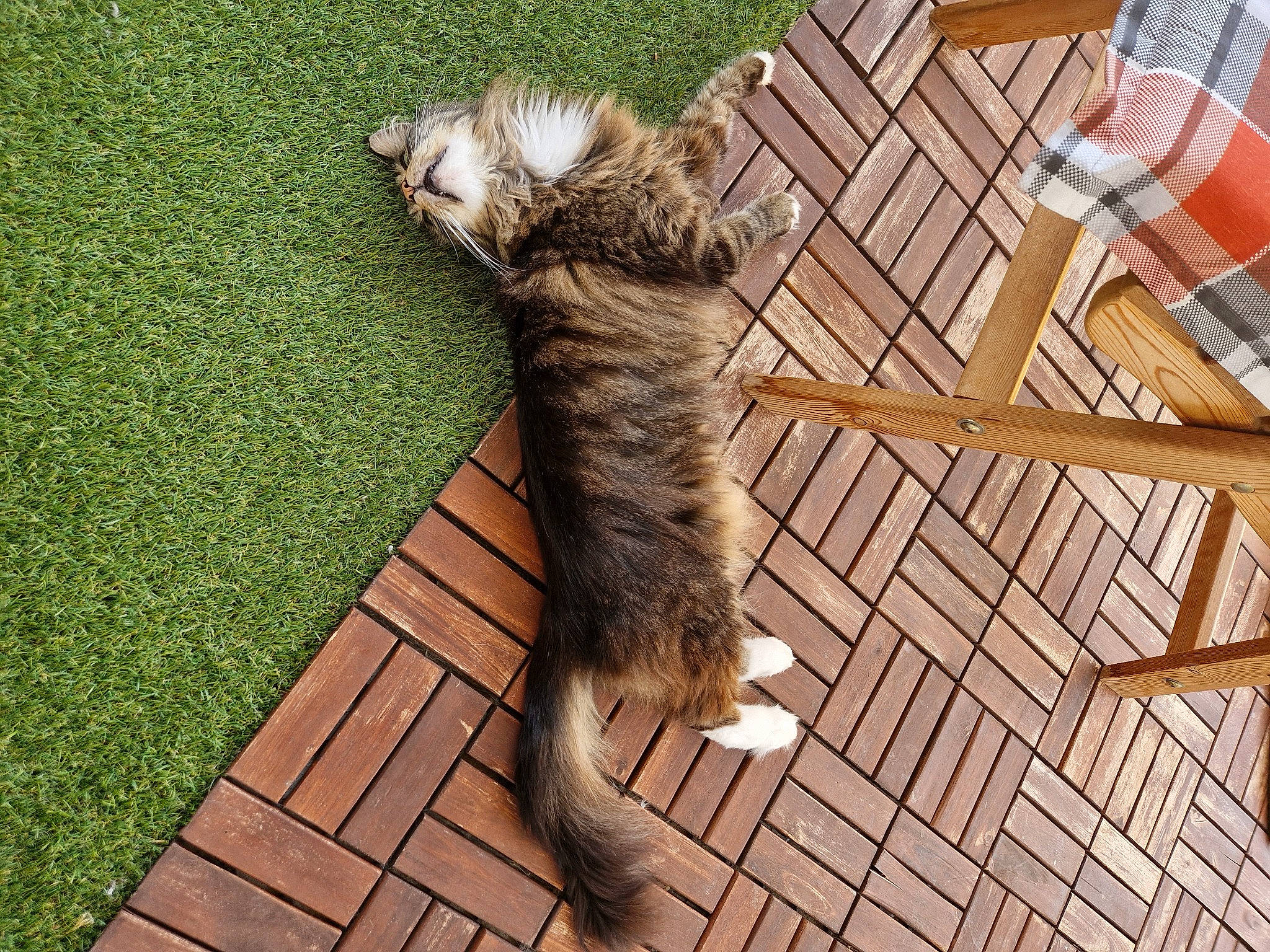 Elvis participe au concours pour gagner de l'argent avec cette photo : carnivore, cat, claw, companion_dog, dog_breed, domestic_short_haired_cat, fawn, felidae, flooring, fur, grass, hardwood, small_to_medium_sized_cats, sporting_group, tableware, tail, terrestrial_animal, whiskers, wood, wood_stain