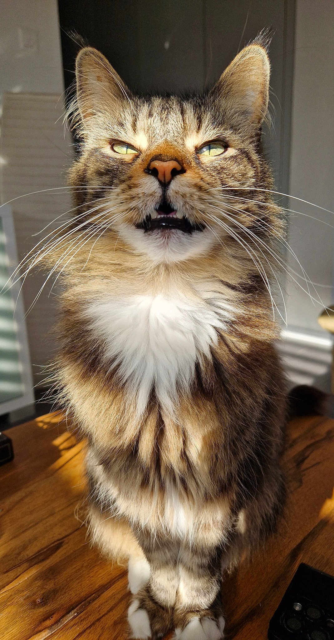 Elvis