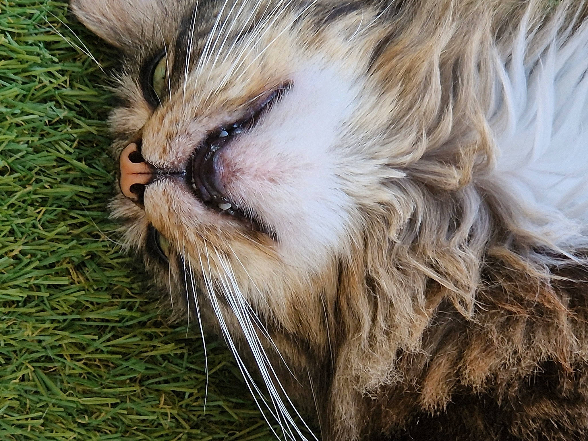 Elvis a rejoint le concours — aidez-le/la à gagner de superbes lots ! carnivore, cat, claw, domestic_short_haired_cat, fawn, felidae, fur, grass, nap, paw, plant, sleep, small_to_medium_sized_cats, snout, tail, terrestrial_animal, tree, whiskers, wildlife