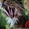 Elvis a rejoint le concours — aidez-le/la à gagner de superbes lots ! animal, black_border, blurred_background, cat, close_up, domestic_animal, feline, fur, indoor, mouth_open, pet, statue, teeth, tongue, tongue_out, vertical_photo, watermark, whiskers, wild_expression, yawning