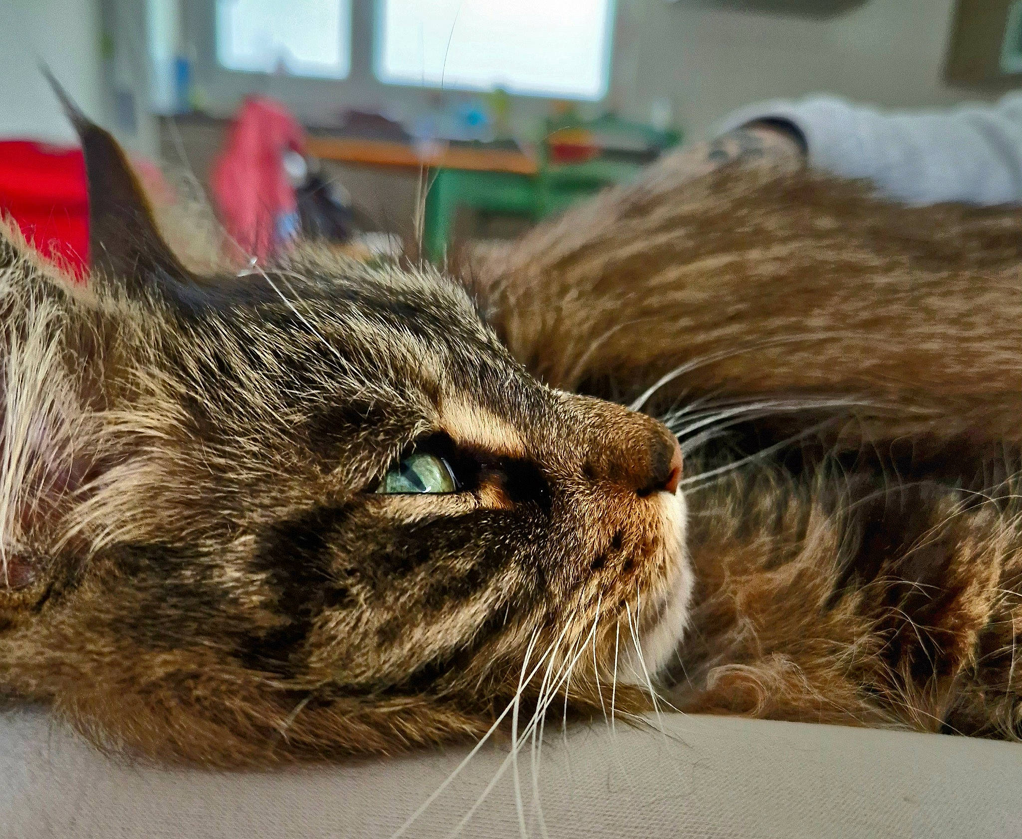 Elvis a rejoint le concours — aidez-le/la à gagner de superbes lots ! carnivore, cat, claw, comfort, domestic_short_haired_cat, felidae, fur, grass, mammal, nap, paw, sleep, small_to_medium_sized_cats, snout, terrestrial_animal, vertebrate, whiskers, wood