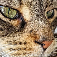 Elvis a rejoint le concours — aidez-le/la à gagner de superbes lots ! animal, calm, cat, close_up, cute, detailed, domestic_cat, face, feline, fur, green_eyes, indoor, macro, mammal, nose, pet, portrait, soft_light, tabby_cat, whiskers