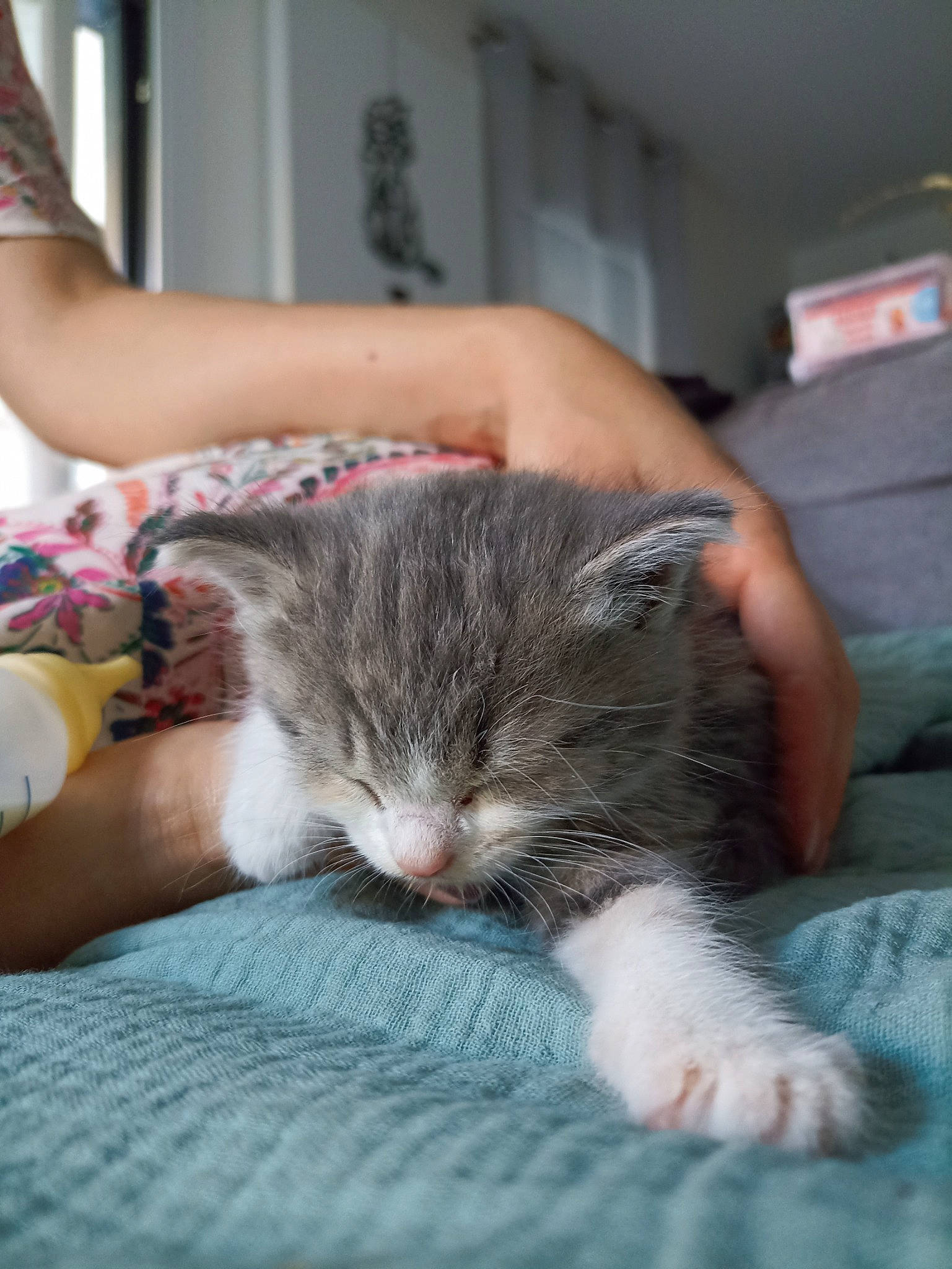 Yumi participe au concours pour gagner de l'argent avec cette photo : carnivore, cat, claw, comfort, domestic_short_haired_cat, felidae, fur, gesture, lap, mammal, nail, nap, paw, sitting, sleep, small_to_medium_sized_cats, whiskers