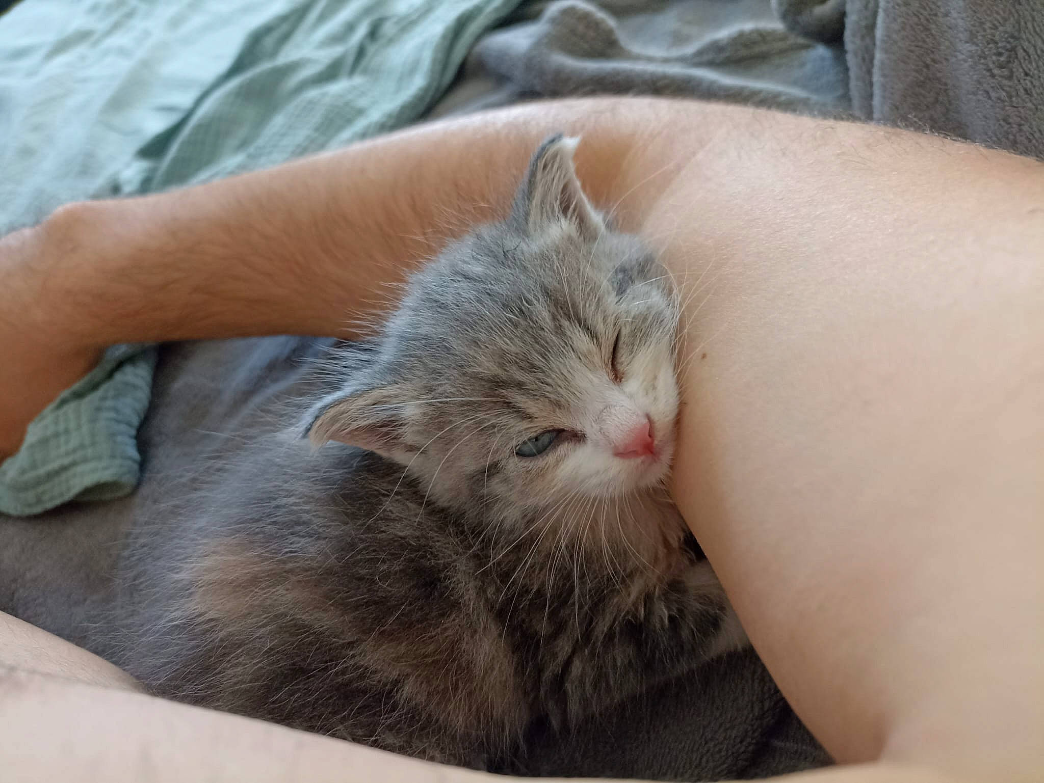 Yumi a rejoint le concours — aidez-le/la à gagner de superbes lots ! carnivore, cat, claw, comfort, domestic_short_haired_cat, ear, felidae, fur, nail, nap, paw, sleep, small_to_medium_sized_cats, snout, whiskers