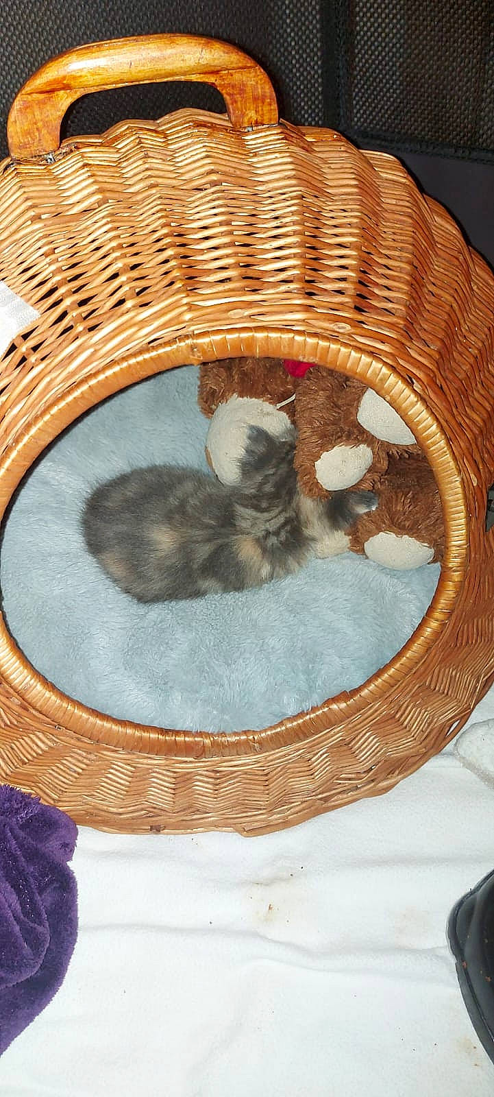 Yumi a rejoint le concours — aidez-le/la à gagner de superbes lots ! basket, carnivore, cat, cat_bed, cat_supply, chair, circle, comfort, fawn, felidae, mammal, pet_supply, product, small_to_medium_sized_cats, tail, textile, vertebrate, whiskers, wicker, wood