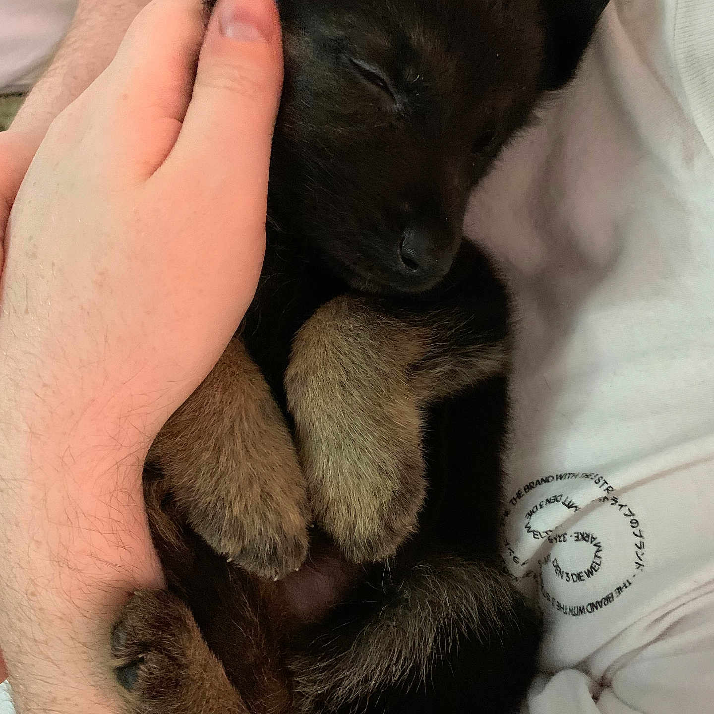 Nova is registered to the contest to win money with this photo: affection, animal, black_fur, brown_paws, close_up, comfort, cozy, curled_up, cute, domestic_animal, hand, person, pet, puppy, resting, sleeping, soft_fur, tenderness, warmth, white_shirt