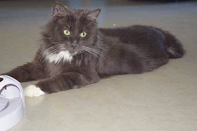 Obelix a rejoint le concours — aidez-le/la à gagner de superbes lots ! american_curl, asian_semi_longhair, british_longhair, british_semi_longhair, carnivore, cat, cymric, domestic_long_haired_cat, domestic_short_haired_cat, felidae, kitten, maine_coon, mammal, norwegian_forest_cat, persian, ragamuffin, siberian, small_to_medium_sized_cats, vertebrate, whiskers