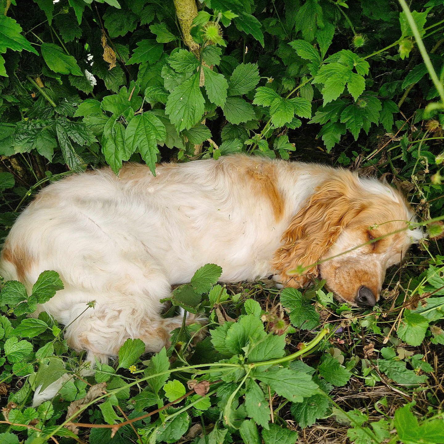 Van Gogh participe au concours pour gagner de l'argent avec cette photo : acanthaceae, animal, canine, cockerspaniel, dog, flower, goldenretriever, grass, green, herbal, herbs, hound, ivy, leaf, pet, plant, puppy, soil, terrier, vegetation