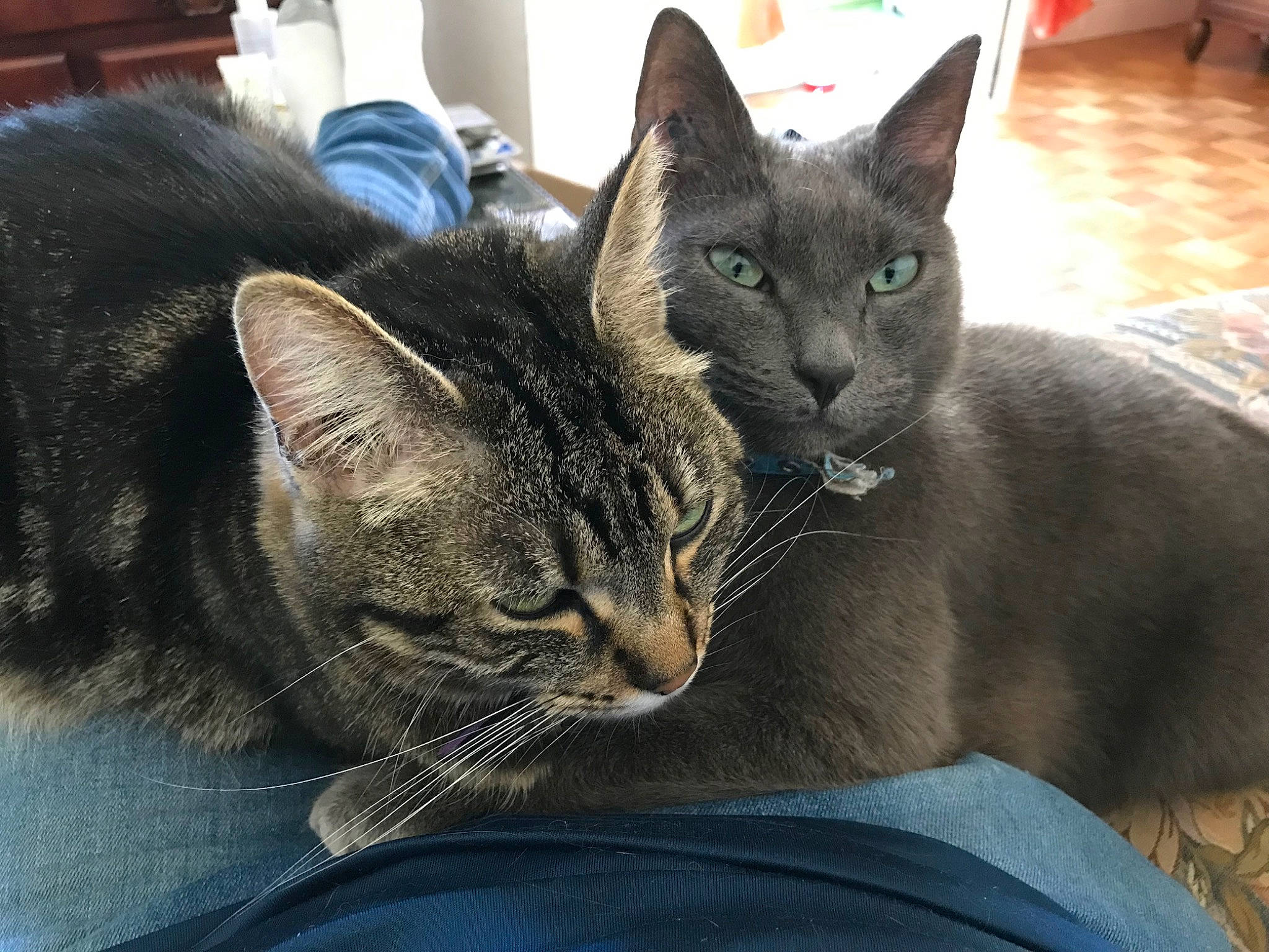 Mickey&amp;minnie participe au concours pour gagner de l'argent avec cette photo : carnivore, cat, claw, comfort, domestic_short_haired_cat, felidae, fur, grey, small_to_medium_sized_cats, snout, terrestrial_animal, whiskers, window