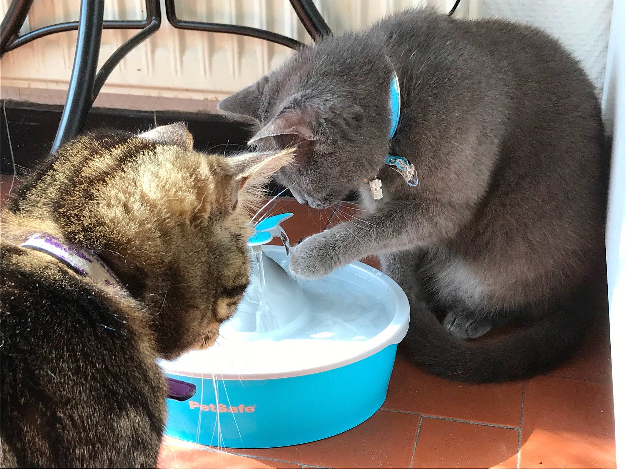 Mickey&amp;minnie a rejoint le concours — aidez-le/la à gagner de superbes lots ! animal_feed, canidae, carnivore, cat, cat_food, cat_supply, claw, collar, comfort, dog_breed, domestic_short_haired_cat, drinking, felidae, fur, pet_food, pet_supply, small_to_medium_sized_cats, sporting_group, tail, whiskers