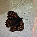 Aurelia C