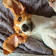 Athena participe au concours pour gagner de l'argent avec cette photo : dog, pet, lying_down, ears, brown_and_white, blanket, indoor, cute, close_up, paw, fur, canine, resting, cozy, nose, animal, relaxed, snout, looking_up, texture