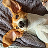 dog, pet, lying_down, ears, brown_and_white, blanket, indoor, cute, close_up, paw, fur, canine, resting, cozy, nose, animal, relaxed, snout, looking_up, texture