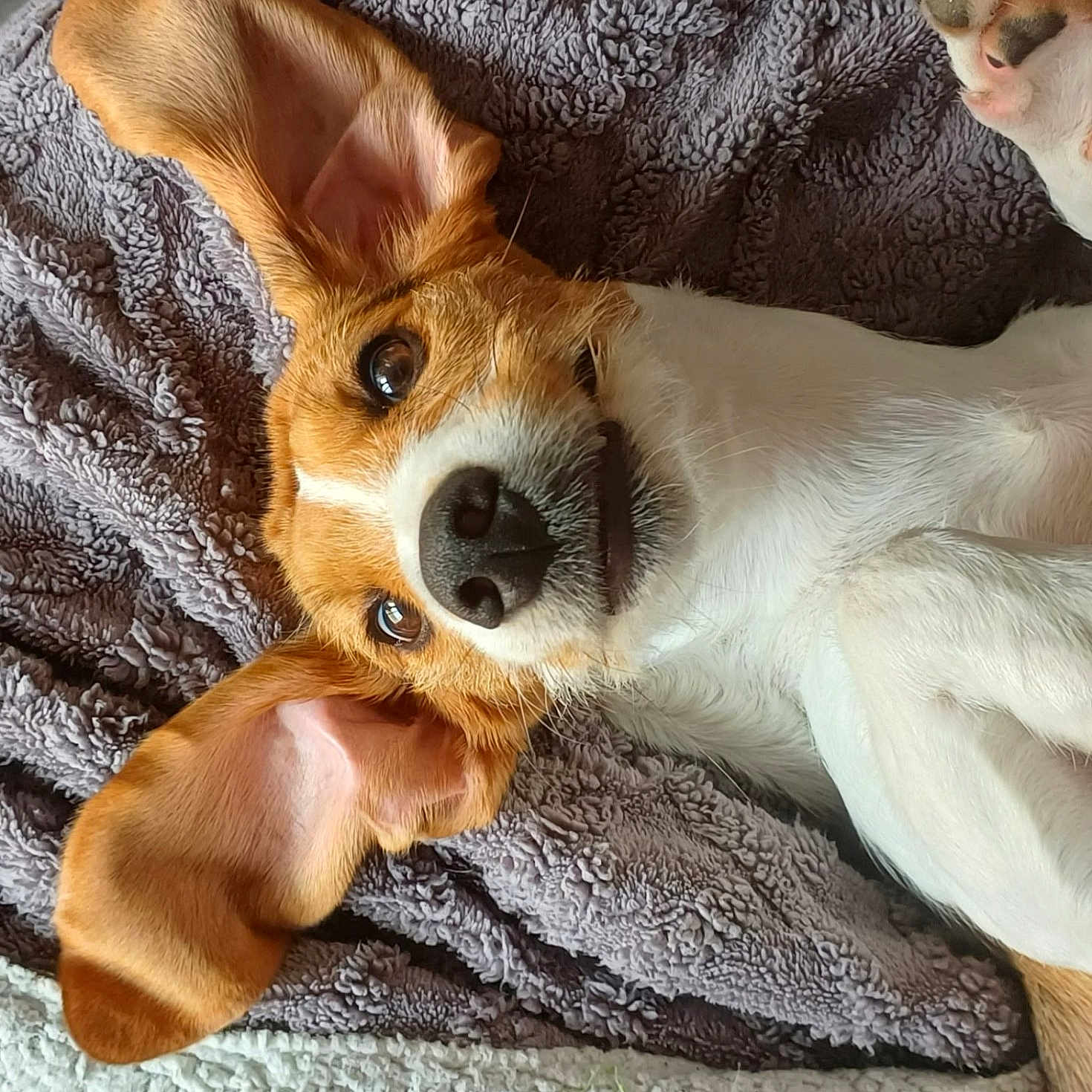 Athena participe au concours pour gagner de l'argent avec cette photo : dog, pet, lying_down, ears, brown_and_white, blanket, indoor, cute, close_up, paw, fur, canine, resting, cozy, nose, animal, relaxed, snout, looking_up, texture