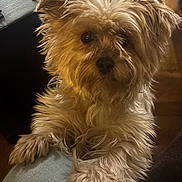 Harley Jo joined the competition — help win amazing prizes! adorable, animal, brown, canine, closeup, companion, cute, dog, domestic, fluffy, friendship, fur, indoor, knees, looking, paw, pet, scruffy, small_dog, warm_light