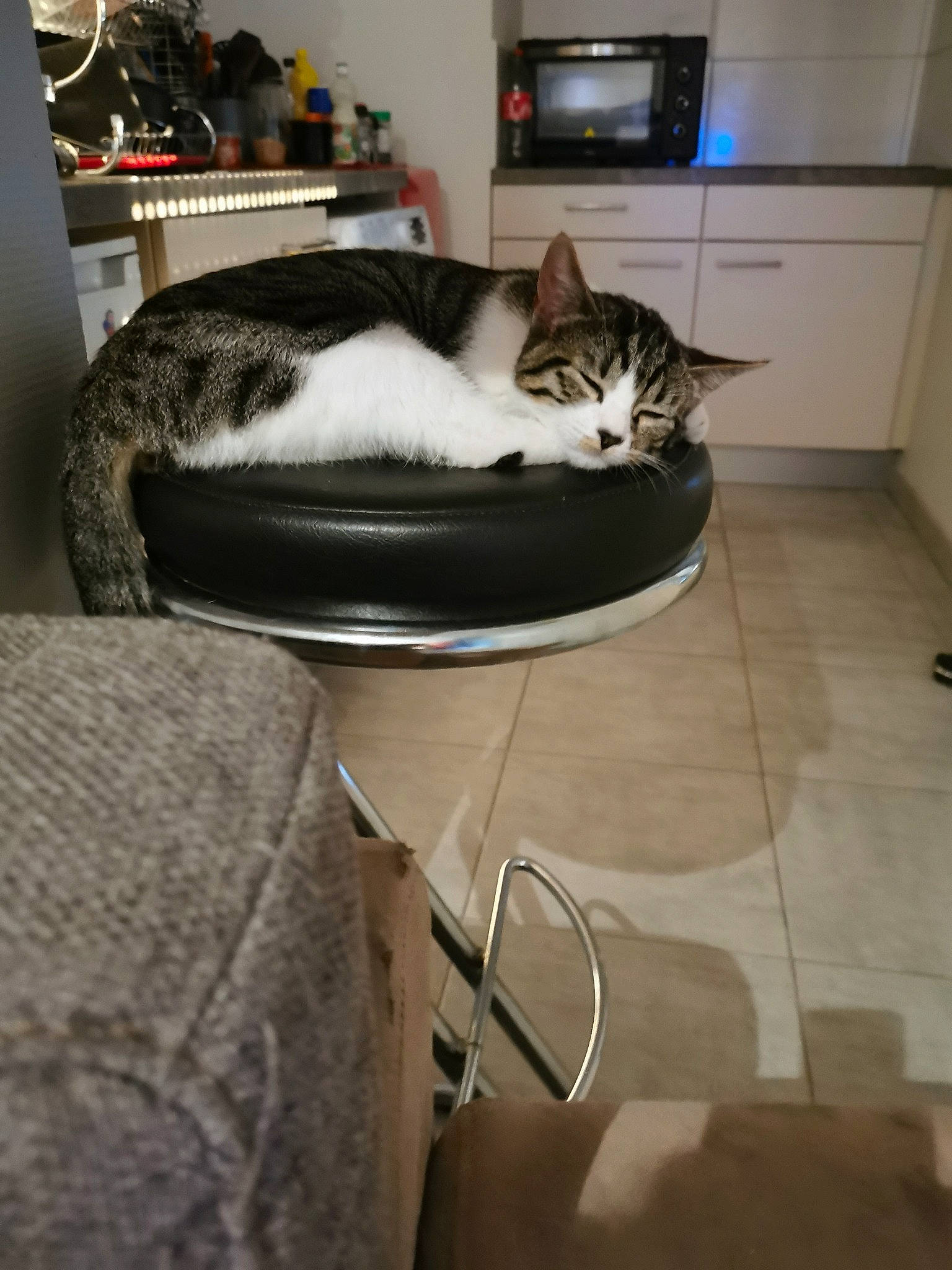 Nala participe au concours pour gagner de l'argent avec cette photo : carnivore, cat, chair, comfort, domestic_short_haired_cat, european_shorthair, felidae, fur, kitten, small_to_medium_sized_cats, tail, whiskers