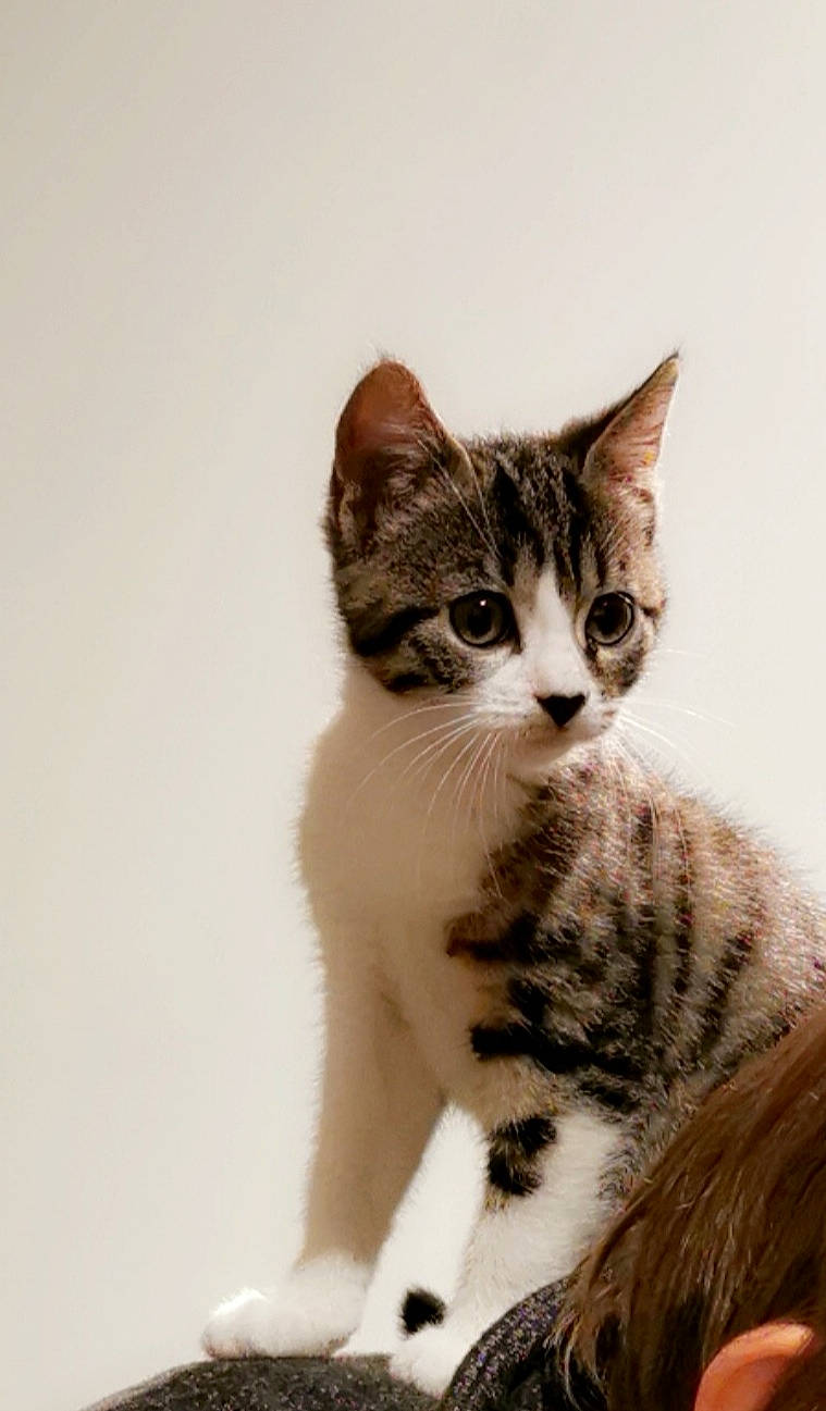 Nala a rejoint le concours — aidez-le/la à gagner de superbes lots ! aegean_cat, american_shorthair, american_wirehair, asian, carnivore, cat, domestic_short_haired_cat, dragon_li, european_shorthair, felidae, fur, kitten, mammal, small_to_medium_sized_cats, tabby_cat, vertebrate, whiskers