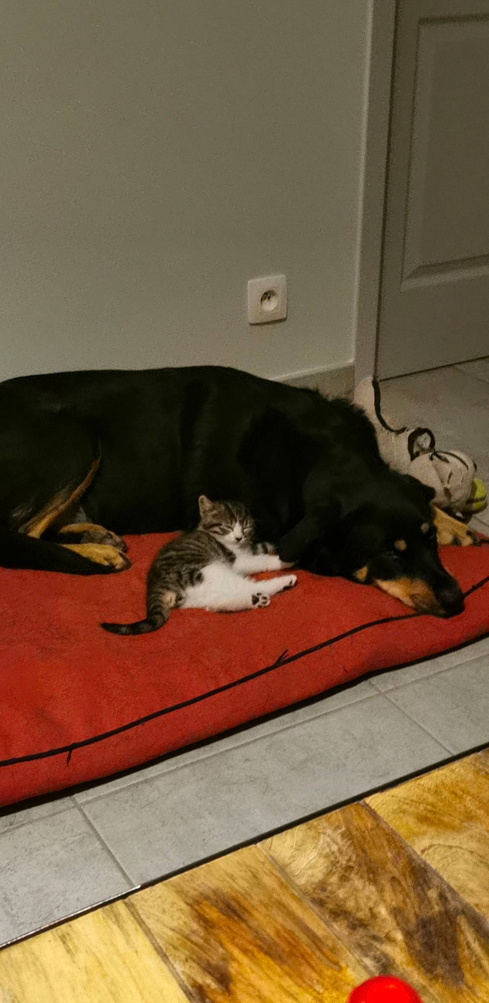 Nala a rejoint le concours — aidez-le/la à gagner de superbes lots ! canidae, carnivore, cat, comfort, dog, dog_breed, felidae, floor, flooring, kitten, room, small_to_medium_sized_cats, tail, whiskers